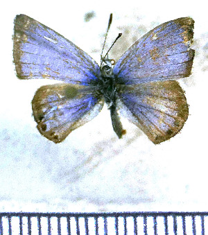  (Echinargus martha - JFDA5664)  @11 [ ] copyright (2025) Center For Collection-Based Research Center For Collection-Based Research