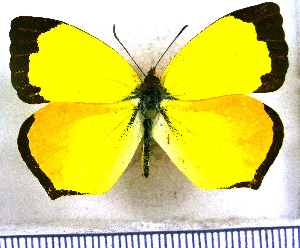  (Eurema fabiola - JFDA5720)  @11 [ ] copyright (2025) Center For Collection-Based Research Center For Collection-Based Research