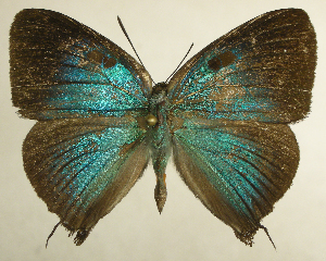  ( - RCB01459)  @11 [ ] by-nc-sa (2025) Robert C. Busby Robert C. Busby