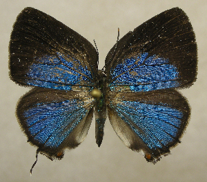  ( - RCB01854)  @11 [ ] by-nc-sa (2025) Robert C. Busby Robert C. Busby