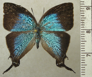  (Brevianta bathoryon - RCB02735)  @11 [ ] by-nc-sa (2025) Robert C. Busby Robert C. Busby