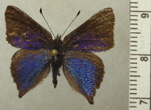  ( - RCB04643)  @11 [ ] by-nc-sa (2025) Robert C. Busby Robert C. Busby