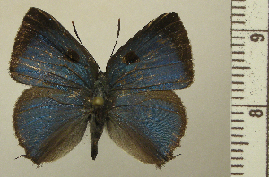  (Thereus aguacatal - RCB05141)  @11 [ ] by-nc-sa (2025) Robert C. Busby Robert C. Busby