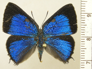  (Beatheclus nancyana - RCB09298)  @11 [ ] by-nc-sa (2025) Robert C. Busby Robert C. Busby