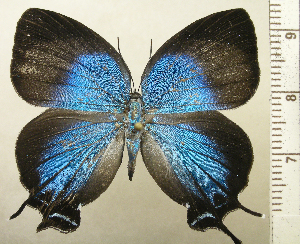  (Brevianta saphonota - RCB09347)  @11 [ ] by-nc-sa (2025) Robert C. Busby Robert C. Busby