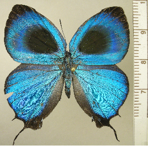  ( - RCB16091)  @11 [ ] by-nc-sa (2025) Robert C. Busby Robert C. Busby