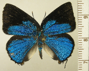  (Strephonota cyllarissus CF2 - RCB16333)  @11 [ ] by-nc-sa (2025) Robert C. Busby Robert C. Busby