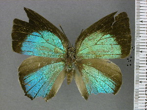  (Strephonota reducta - RCCFXPL7H08)  @11 [ ] by-nc-sa (2025) C. Faynel C. Faynel