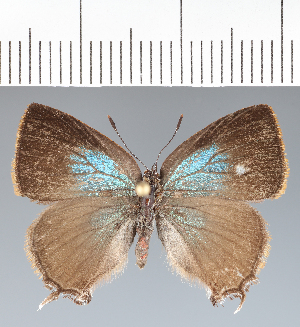  ( - RCCP2544)  @11 [ ] copyright (2023) Center For Collection-Based Research Center For Collection-Based Research