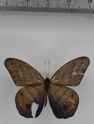  ( - SAT-MB-009)  @11 [ ] copyright (2025) M. Benmesbah Research Collection of Mohamed Benmesbah