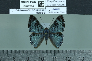  ( - BC-MNHN-LEP02070)  @11 [ ] cc-by (2022) Rodolphe Rougerie mnhn