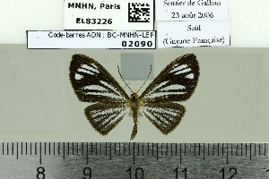  (Esthemopsis aeolia - BC-MNHN-LEP02090)  @11 [ ] cc-by (2022) Rodolphe Rougerie mnhn