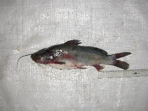  ( - INIDEP-T 0316)  @14 [ ] Unspecified (default): All Rights Reserved  Unspecified Unspecified