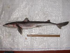  ( - INIDEP-T 0332)  @12 [ ] Unspecified (default): All Rights Reserved  Unspecified Unspecified