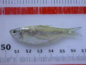  (Platanichthys - INIDEP-T 0416)  @15 [ ] Unspecified (default): All Rights Reserved  Unspecified Unspecified
