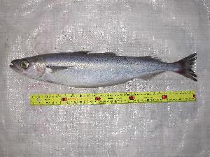  ( - INIDEP-T 0104)  @13 [ ] Unspecified (default): All Rights Reserved  Unspecified Unspecified