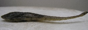  ( - UNMDP-T 0306)  @12 [ ] Unspecified (default): All Rights Reserved  Unspecified Unspecified