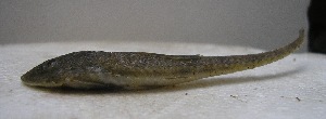  (Loricariichthys anus - UNMDP-T 0309)  @14 [ ] Unspecified (default): All Rights Reserved  Unspecified Unspecified