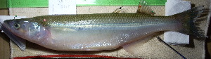  ( - UNMDP-T 0444)  @14 [ ] Unspecified (default): All Rights Reserved  Unspecified Unspecified