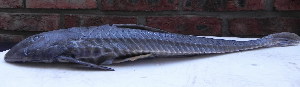  ( - UNMDP-T 0466)  @13 [ ] No Rights Reserved  Unspecified Unspecified