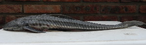  ( - UNMDP-T 0469)  @13 [ ] No Rights Reserved  Unspecified Unspecified