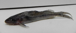  ( - UNMDP-T 0535)  @12 [ ] No Rights Reserved  Unspecified Unspecified
