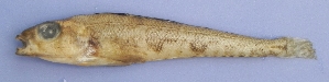  ( - UNMDP-T 1231)  @12 [ ] Unspecified (default): All Rights Reserved  Unspecified Unspecified