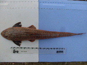  ( - UNMDP-T 1373)  @12 [ ] Unspecified (default): All Rights Reserved  Unspecified Unspecified