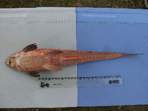  ( - UNMDP-T 1373)  @12 [ ] Unspecified (default): All Rights Reserved  Unspecified Unspecified