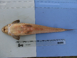  ( - UNMDP-T 1374)  @13 [ ] Unspecified (default): All Rights Reserved  Unspecified Unspecified