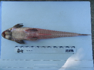  (Loricariichthys melanocheilus - UNMDP-T 1392)  @13 [ ] Unspecified (default): All Rights Reserved  Unspecified Unspecified