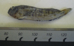  ( - UNMDP-T 0156)  @12 [ ] Unspecified (default): All Rights Reserved  Unspecified Unspecified