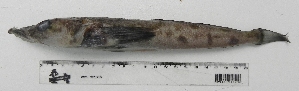  ( - UNMDP-T 2108)  @12 [ ] Unspecified (default): All Rights Reserved  Unspecified Unspecified