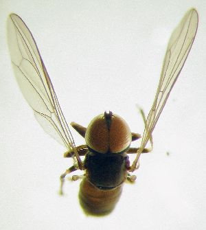  ( - Fauna-Ost-1000446)  @11 [ ] CreativeCommons  Attribution Share-Alike (by-sa) 4.0 (2016) Unspecified Zoologisches Forschungsmuseum Alexander Koenig