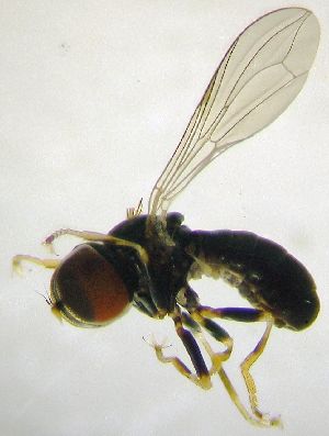  (Eudorylas doczkali - Fauna-Ost-1000574)  @11 [ ] CreativeCommons  Attribution Share-Alike (by-sa) 4.0 (2016) Unspecified Zoologisches Forschungsmuseum Alexander Koenig