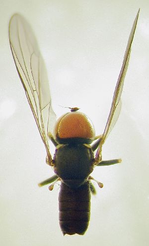  ( - Fauna-Ost-1000588)  @11 [ ] CreativeCommons  Attribution Share-Alike (by-sa) 4.0 (2016) Unspecified Zoologisches Forschungsmuseum Alexander Koenig