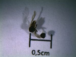  (Eudorylas vonderdunki - Fauna-Ost-1001598)  @11 [ ] CreativeCommons  Attribution Share-Alike (by-sa) 4.0 (2017) Unspecified Zoologisches Forschungsmuseum Alexander Koenig