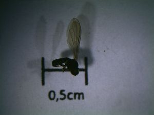  ( - Fauna-Ost-1001696)  @11 [ ] CreativeCommons  Attribution Share-Alike (by-sa) 4.0 (2017) Unspecified Zoologisches Forschungsmuseum Alexander Koenig