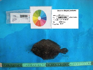  ( - SOL2_1_6946)  @12 [ ] Unspecified (default): All Rights Reserved  Unspecified Unspecified
