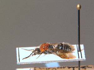  ( - BC ZSM HYM 10568)  @11 [ ] CreativeCommons - Attribution Non-Commercial Share-Alike (2011) Stefan Schmidt SNSB, Zoologische Staatssammlung Muenchen