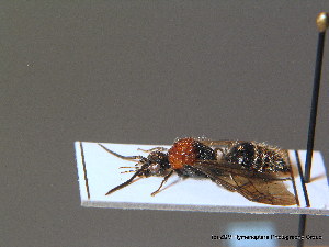  (Physetopoda daghestanica - BC ZSM HYM 10569)  @11 [ ] CreativeCommons - Attribution Non-Commercial Share-Alike (2011) Stefan Schmidt SNSB, Zoologische Staatssammlung Muenchen