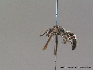 (Smicromyrme rufipes - BC ZSM HYM 10579)  @13 [ ] CreativeCommons - Attribution Non-Commercial Share-Alike (2011) Stefan Schmidt SNSB, Zoologische Staatssammlung Muenchen