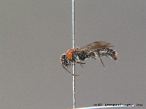  (Krombeinella thoracica - BC ZSM HYM 10614)  @13 [ ] CreativeCommons - Attribution Non-Commercial Share-Alike (2011) Stefan Schmidt SNSB, Zoologische Staatssammlung Muenchen