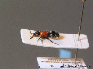  (Physetopoda halensis - BC ZSM HYM 10638)  @13 [ ] CreativeCommons - Attribution Non-Commercial Share-Alike (2011) Stefan Schmidt SNSB, Zoologische Staatssammlung Muenchen