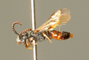  (Sphecodes pseudofasciatus - BC ZSM HYM 01491)  @11 [ ] CreativeCommons - Attribution Non-Commercial Share-Alike (2010) Stefan Schmidt SNSB, Zoologische Staatssammlung Muenchen