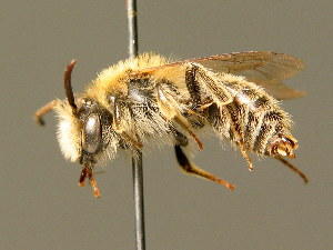  (Andrena fuscipes - BC ZSM HYM 01634)  @14 [ ] CreativeCommons - Attribution Non-Commercial Share-Alike (2010) Stefan Schmidt SNSB, Zoologische Staatssammlung Muenchen