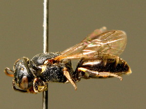  (Hylaeus duckei - BC ZSM HYM 02056)  @14 [ ] CreativeCommons - Attribution Non-Commercial Share-Alike (2010) Stefan Schmidt SNSB, Zoologische Staatssammlung Muenchen