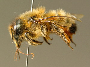  (Osmia mustelina - BC ZSM HYM 02180)  @14 [ ] CreativeCommons - Attribution Non-Commercial Share-Alike (2010) Stefan Schmidt SNSB, Zoologische Staatssammlung Muenchen