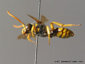  (Nomada succincta - BC ZSM HYM 06150)  @16 [ ] CreativeCommons - Attribution Non-Commercial Share-Alike (2010) Stefan Schmidt SNSB, Zoologische Staatssammlung Muenchen