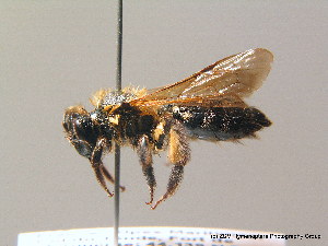  (Andrena limata - BC ZSM HYM 07697)  @13 [ ] CreativeCommons - Attribution Non-Commercial Share-Alike (2010) Stefan Schmidt SNSB, Zoologische Staatssammlung Muenchen